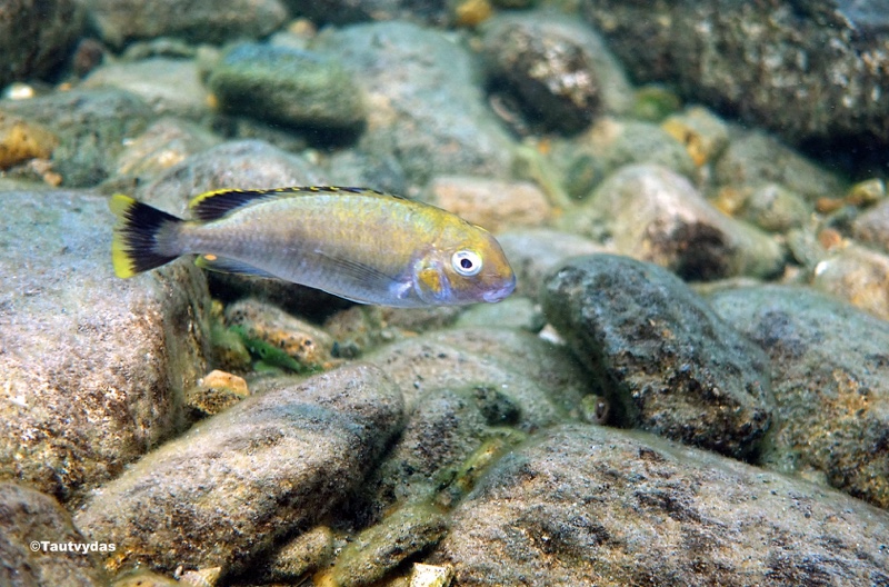 Pseudosimochromis marginatus 'Lyamembe'